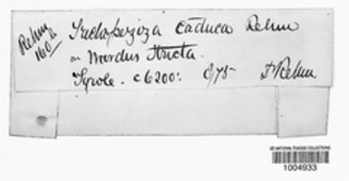 Trichopeziza caduca image